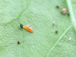Cómo las hormigas afectan el control biológico de pulgón en pimiento Imagen de Fruit Today Fruit Today 16/02/2026 Este trabajo se perfila como una estrategia prometedora para mejorar el control biológico del pulgón del algodón en cultivos donde existen hormigas mutualistas