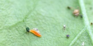 Cómo las hormigas afectan el control biológico de pulgón en pimiento Imagen de Fruit Today Fruit Today 16/02/2026 Este trabajo se perfila como una estrategia prometedora para mejorar el control biológico del pulgón del algodón en cultivos donde existen hormigas mutualistas