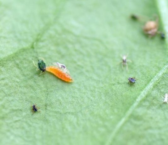 Cómo las hormigas afectan el control biológico de pulgón en pimiento Imagen de Fruit Today Fruit Today 16/02/2026 Este trabajo se perfila como una estrategia prometedora para mejorar el control biológico del pulgón del algodón en cultivos donde existen hormigas mutualistas