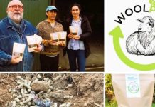 Con apoyo de FIA, desde Chiloé impulsan bioactivador de lana ovina y algas que reduce el riego hasta 29% Con apoyo de FIA, desde Chiloé impulsan bioactivador de lana ovina y algas que reduce el riego hasta 29%