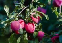 Decofrut: Ciruelas chilenas muestran un ritmo de salida más alto que el año anterior Decofrut: Ciruelas chilenas muestran un ritmo de salida más alto que el año anterior