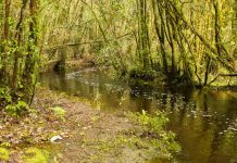 Descubren población clave de la ranita de Darwin que enfrenta amenaza inminente Descubren población clave de la ranita de Darwin que enfrenta amenaza inminente