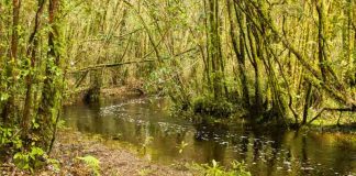 Descubren población clave de la ranita de Darwin que enfrenta amenaza inminente