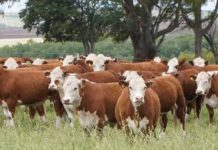 Argentina | Diagnóstico y fertilización: el camino a más kilos por hectárea de carne y leche Argentina | Diagnóstico y fertilización: el camino a más kilos por hectárea de carne y leche