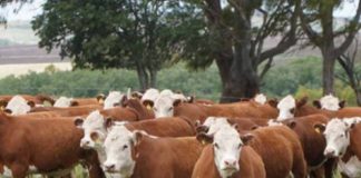 Argentina | Diagnóstico y fertilización: el camino a más kilos por hectárea de carne y leche