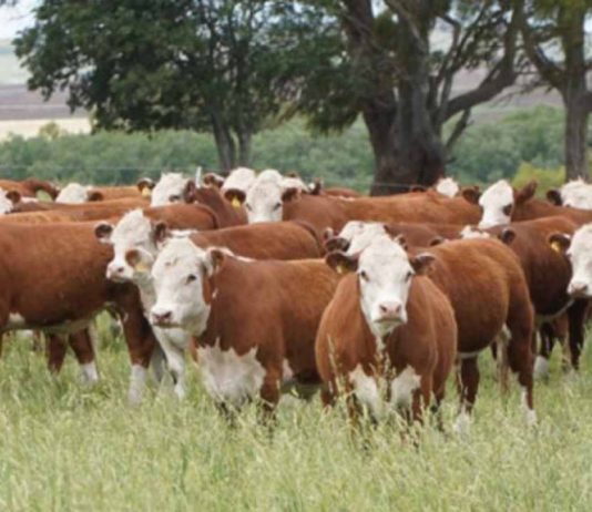 Argentina | Diagnóstico y fertilización: el camino a más kilos por hectárea de carne y leche