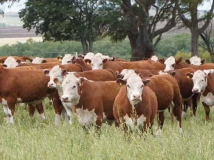 Argentina | Diagnóstico y fertilización: el camino a más kilos por hectárea de carne y leche