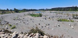 Difícil situación hídrica afecta al Maule