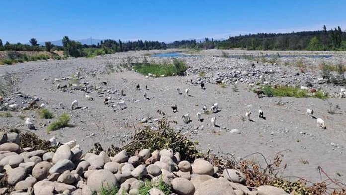 Difícil situación hídrica afecta al Maule Difícil situación hídrica afecta al Maule