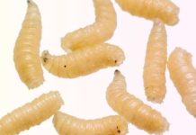 EE.U.U – Alerta Sanitaria en EE.UU.: Liberación masiva de moscas estériles en Texas para frenar el avance del gusano barrenador EE.U.U - Alerta Sanitaria en EE.UU. Liberación masiva de moscas estériles en Texas para frenar el avance del gusano barrenador