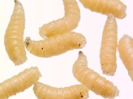 EE.U.U - Alerta Sanitaria en EE.UU. Liberación masiva de moscas estériles en Texas para frenar el avance del gusano barrenador