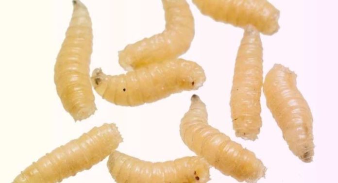 EE.U.U - Alerta Sanitaria en EE.UU. Liberación masiva de moscas estériles en Texas para frenar el avance del gusano barrenador EE.U.U - Alerta Sanitaria en EE.UU. Liberación masiva de moscas estériles en Texas para frenar el avance del gusano barrenador