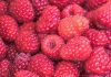 EEUU | AgroFresh se suma al Fruitnet Berry Congress 2026 como patrocinador Platinum EEUU | AgroFresh se suma al Fruitnet Berry Congress 2026 como patrocinador Platinum