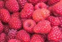 EEUU | AgroFresh se suma al Fruitnet Berry Congress 2026 como patrocinador Platinum EEUU | AgroFresh se suma al Fruitnet Berry Congress 2026 como patrocinador Platinum