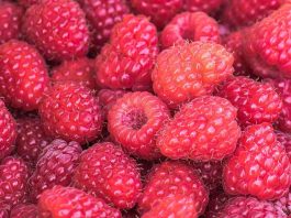 EEUU | AgroFresh se suma al Fruitnet Berry Congress 2026 como patrocinador Platinum EEUU | AgroFresh se suma al Fruitnet Berry Congress 2026 como patrocinador Platinum