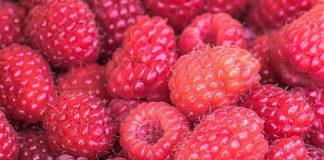 EEUU | AgroFresh se suma al Fruitnet Berry Congress 2026 como patrocinador Platinum