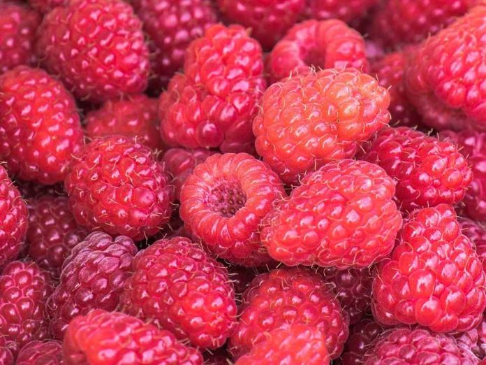EEUU | AgroFresh se suma al Fruitnet Berry Congress 2026 como patrocinador Platinum