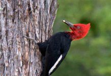 El carpintero negro revela la salud oculta de los bosques templados del sur de Chile El carpintero negro revela la salud oculta de los bosques templados del sur de Chile
