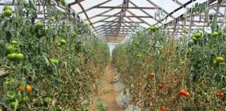 El “escudo genético” de la bacteria del tomate: Hallazgos preocupantes en O’Higgins y Maule