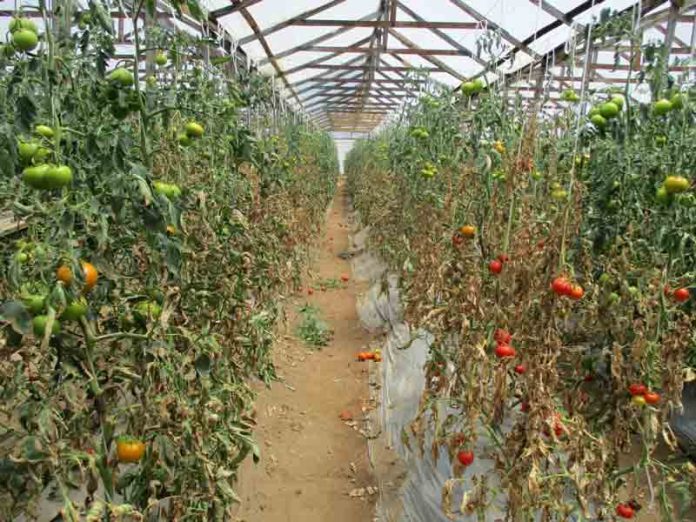 El “escudo genético” de la bacteria del tomate: Hallazgos preocupantes en O’Higgins y Maule El “escudo genético” de la bacteria del tomate: Hallazgos preocupantes en O’Higgins y Maule