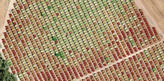 España El IAS-CSIC usa tecnología LiDAR para mejorar la eficiencia del riego en almendro