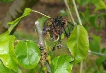 España | El Ministerio de Agricultura amplía la autorización de bacteriófagos contra el fuego bacteriano España El Ministerio de Agricultura amplía la autorización de bacteriófagos contra el fuego bacteriano