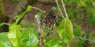 España | El Ministerio de Agricultura amplía la autorización de bacteriófagos contra el fuego bacteriano España El Ministerio de Agricultura amplía la autorización de bacteriófagos contra el fuego bacteriano