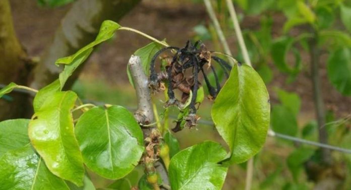 España El Ministerio de Agricultura amplía la autorización de bacteriófagos contra el fuego bacteriano España El Ministerio de Agricultura amplía la autorización de bacteriófagos contra el fuego bacteriano
