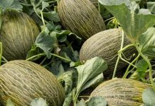 España El melón frena su declive y recupera superficie en la campaña 2025
