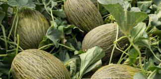 España El melón frena su declive y recupera superficie en la campaña 2025