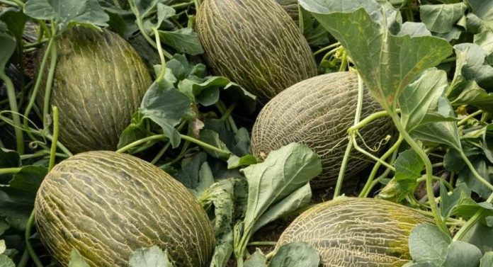 España El melón frena su declive y recupera superficie en la campaña 2025