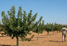 España La campaña de pistacho de Castilla-La Mancha cerró 2025 con cifras históricas
