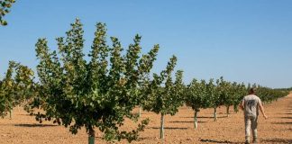 España La campaña de pistacho de Castilla-La Mancha cerró 2025 con cifras históricas