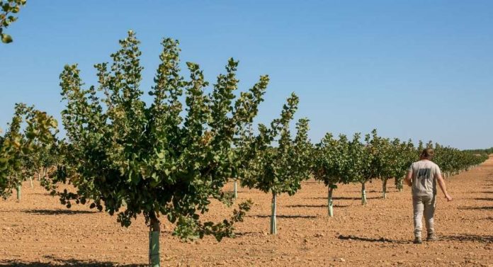 España La campaña de pistacho de Castilla-La Mancha cerró 2025 con cifras históricas España La campaña de pistacho de Castilla-La Mancha cerró 2025 con cifras históricas