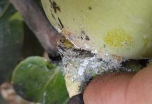 España | La incidencia de las plagas incrementa el volumen de destríos en caqui España | La incidencia de las plagas incrementa el volumen de destríos en caqui