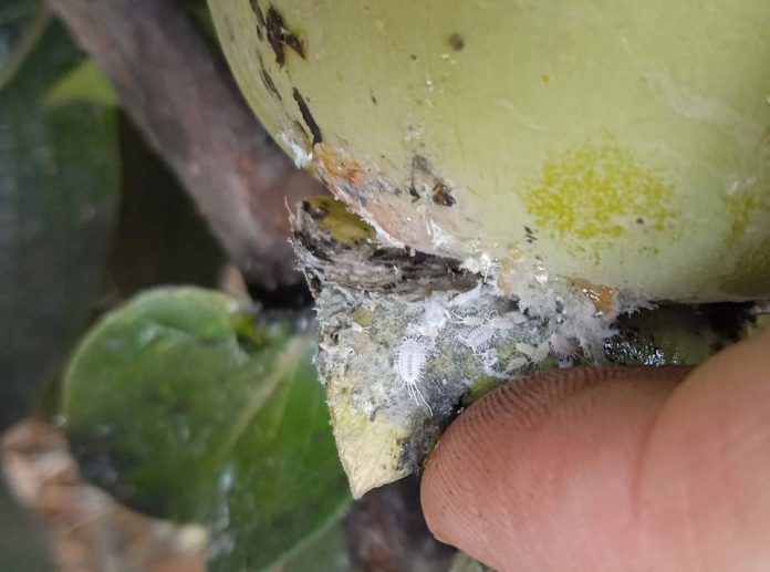 España | La incidencia de las plagas incrementa el volumen de destríos en caqui