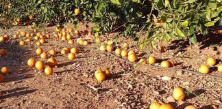 España | Más de 30 millones de € de pérdidas en el campo valenciano por el viento