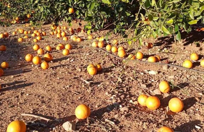 España | Más de 30 millones de € de pérdidas en el campo valenciano por el viento