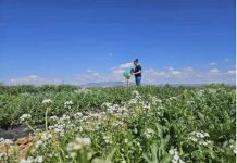 España | Productores murcianos crean una Bio-red de Monitorización y Predicción de plagas España | Productores murcianos crean una Bio-red de Monitorización y Predicción de plagas