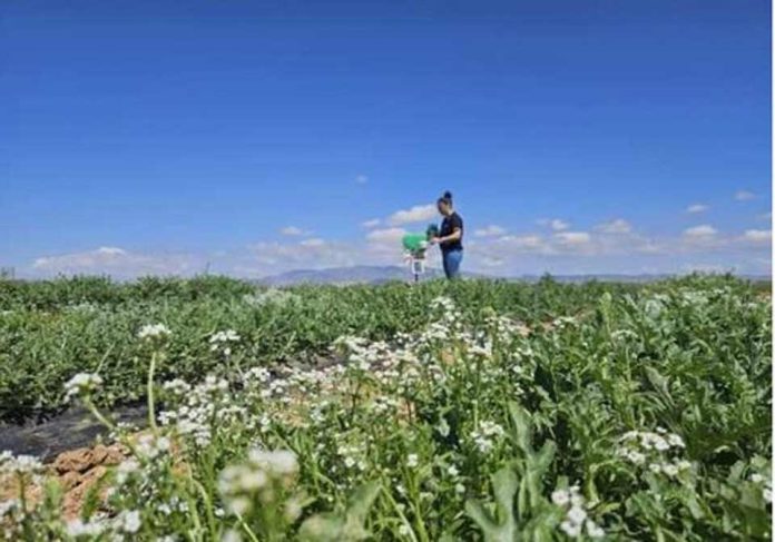 España | Productores murcianos crean una Bio-red de Monitorización y Predicción de plagas