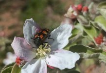 Estudio demuestra el rol clave de insectos silvestres en la producción de manzanas y cerezas Estudio demuestra el rol clave de insectos silvestres en la producción de manzanas y cerezas