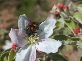 Estudio demuestra el rol clave de insectos silvestres en la producción de manzanas y cerezas