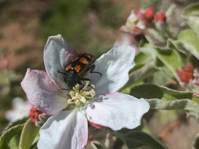 Estudio demuestra el rol clave de insectos silvestres en la producción de manzanas y cerezas