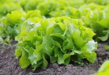 Europa impulsará ‘semillas inteligentes’ para combatir plagas y el cambio climático Europa impulsará 'semillas inteligentes' para combatir plagas y el cambio climático