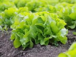 Europa impulsará 'semillas inteligentes' para combatir plagas y el cambio climático