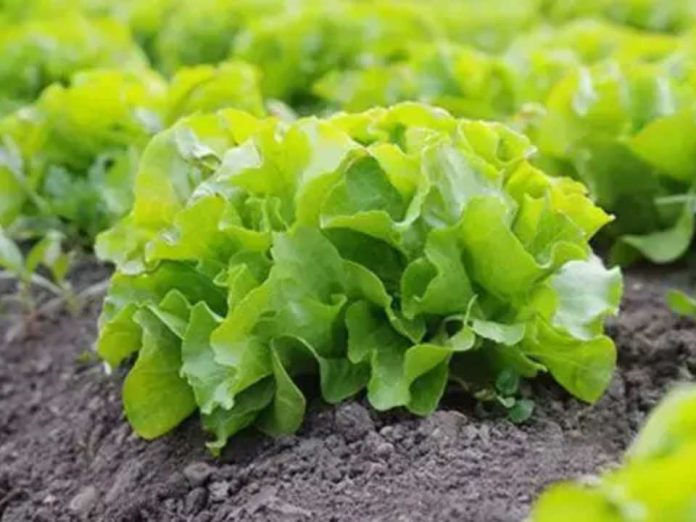 Europa impulsará 'semillas inteligentes' para combatir plagas y el cambio climático Europa impulsará 'semillas inteligentes' para combatir plagas y el cambio climático