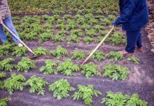 Europa se subirá al tren de las técnicas genómicas para tener cultivos más resistentes