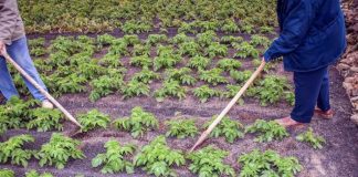 Europa se subirá al tren de las técnicas genómicas para tener cultivos más resistentes