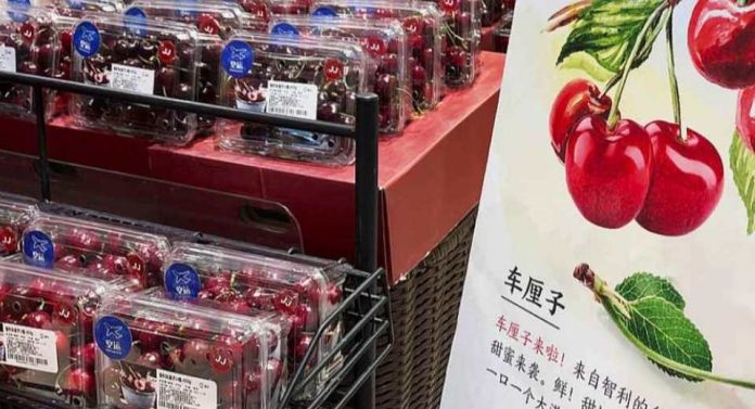 Exportaciones de cerezas chilenas 2025-2026 récord de envíos a china y precios estable Exportaciones de cerezas chilenas 2025-2026 récord de envíos a china y precios estable