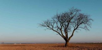 Extracto de algas ayuda a las plantas a resistir el estrés climático, manteniendo la productividad deseada